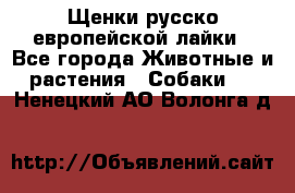 Щенки русско европейской лайки - Все города Животные и растения » Собаки   . Ненецкий АО,Волонга д.